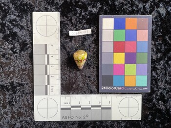 CspTM101; 20x14x17.5 dorsal photo thumbnail