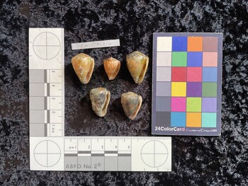 CmilTM016; 22x17x18.5 ventral photo thumbnail