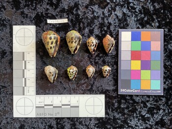 CebTM102; 30x19.5x25.5 ventral photo thumbnail