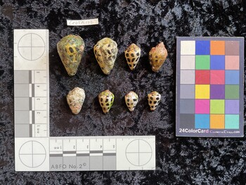 CebTM102; 30x19.5x25.5 dorsal photo thumbnail