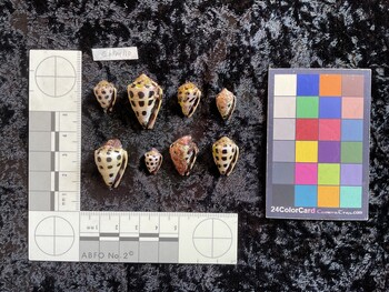 CebTM110; 16.5x11x12.5 ventral photo thumbnail