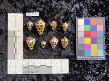 CebTM110; 16.5x11x12.5 dorsal photo thumbnail