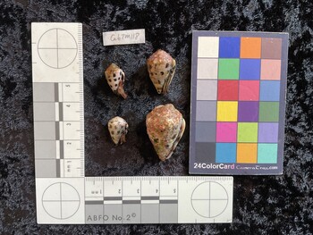 CebTM118; 16x10x11.5 ventral photo thumbnail