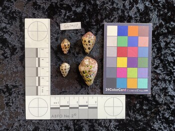 CebTM118; 16x10x11.5 dorsal photo thumbnail