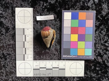CmilesTM002; 34x21x27.5 ventral photo thumbnail