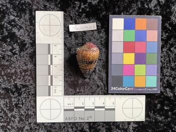 CmilesTM002; 34x21x27.5 dorsal photo thumbnail