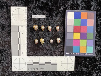 CnanTM054; 10.5x7x9 ventral photo thumbnail