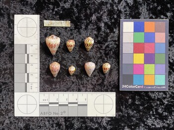 CspTM103; 21.5x14.5x18.5 dorsal photo thumbnail