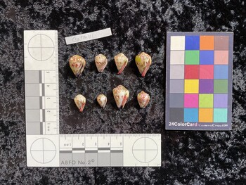 CspTM111; 17.5x12x15 ventral photo thumbnail