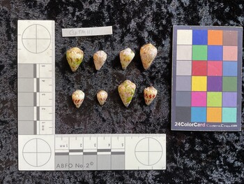 CspTM111; 17.5x12x15 dorsal photo thumbnail