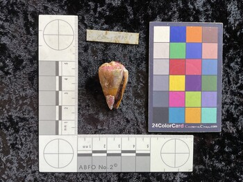 CsangTM001; 34.5x20x29 ventral photo thumbnail