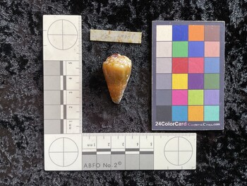 CsangTM001; 34.5x20x29 dorsal photo thumbnail
