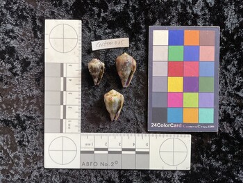 CratTM005; 19x12x16 ventral photo thumbnail