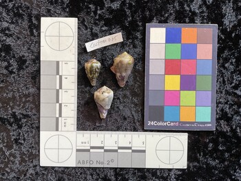 CratTM005; 19x12x16 dorsal photo thumbnail