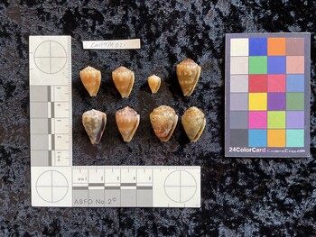 CmilTM021; 19x12.5x15 ventral photo thumbnail