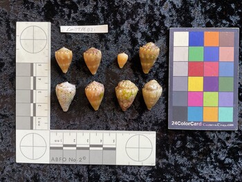 CmilTM021; 19x12.5x15 dorsal photo thumbnail