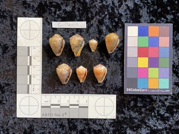 CmilTM029; 23x16x17 ventral photo thumbnail