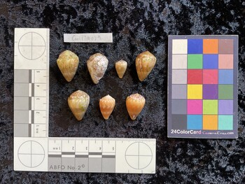 CmilTM029; 23x16x17 dorsal photo thumbnail