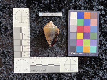 CmilesTM004; 42.5x25x31 ventral photo thumbnail