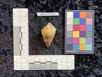 CmilesTM004; 42.5x25x31 dorsal photo thumbnail