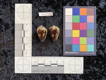 CcofTM003; 26.5x15.5x20 ventral photo thumbnail