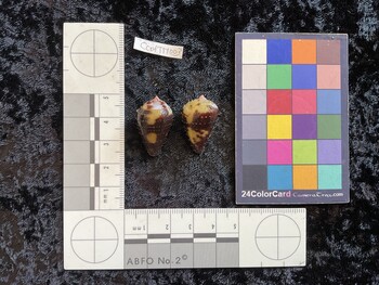 CcofTM003; 26.5x15.5x20 dorsal photo thumbnail