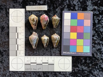 CratTM008; 25x15x20.5 ventral photo thumbnail