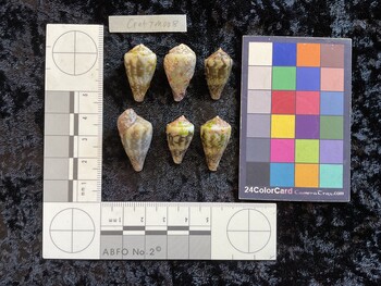 CratTM008; 25x15x20.5 dorsal photo thumbnail
