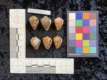 CmilTM036; 23x15x17 ventral photo thumbnail