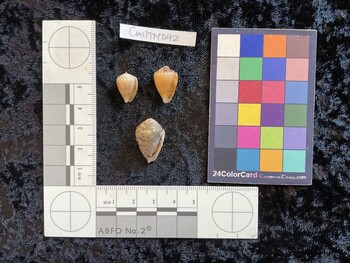 CmilTM042; 15.5x10x12.5 ventral photo thumbnail
