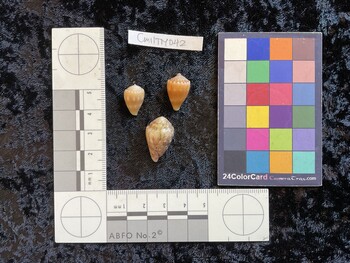 CmilTM042; 15.5x10x12.5 dorsal photo thumbnail