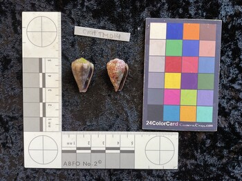 CratTM014; 24.5x14.5x20.5 ventral photo thumbnail