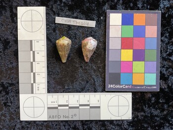 CratTM014; 24.5x14.5x20.5 dorsal photo thumbnail