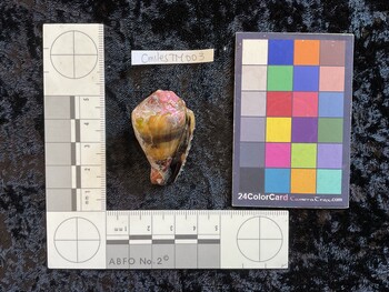 CmilesTM003; 42*x26x33.5 ventral photo thumbnail