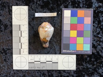 CmilesTM003; 42*x26x33.5 dorsal photo thumbnail