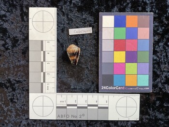 CmilesTM001; 21x11.5x17 ventral photo thumbnail
