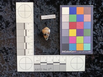CmilesTM001; 21x11.5x17 dorsal photo thumbnail