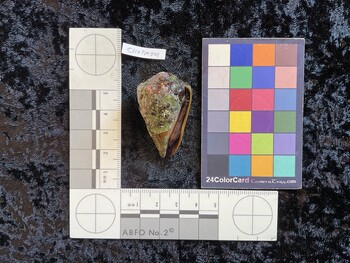 ClivTM001; 43.5x26x37.5 ventral photo thumbnail