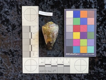 ClivTM001; 43.5x26x37.5 dorsal photo thumbnail