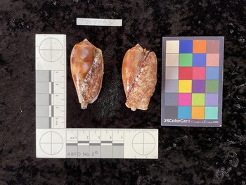 ventral possible photo thumbnail