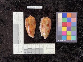 dorsal possible photo thumbnail
