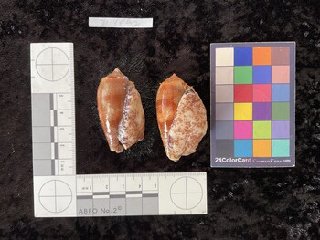 ventral possible photo thumbnail