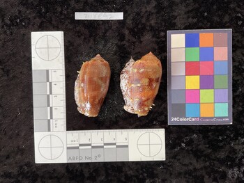 dorsal possible photo thumbnail