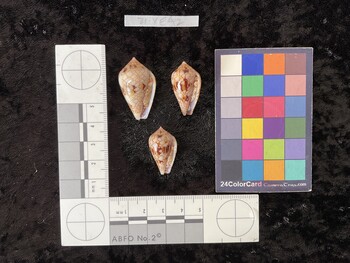 32.5x19x24.5 ventral photo thumbnail