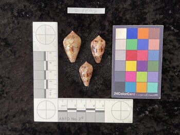 32.5x19x24.5 dorsal photo thumbnail