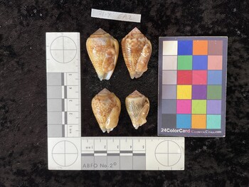 ventral possible photo thumbnail