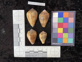 dorsal possible photo thumbnail