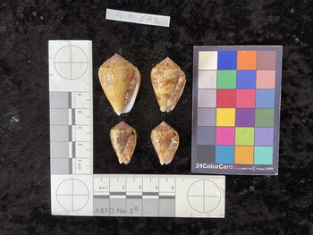 ventral possible photo thumbnail