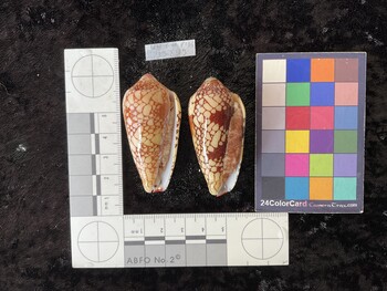 55x26x47 ventral photo thumbnail