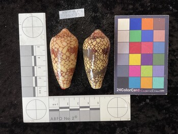 55x26x47 dorsal photo thumbnail